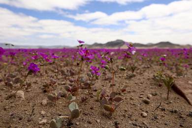 Reuters: Vědci zkoumají květinu, která by mohla pomoct zemědělství za sucha