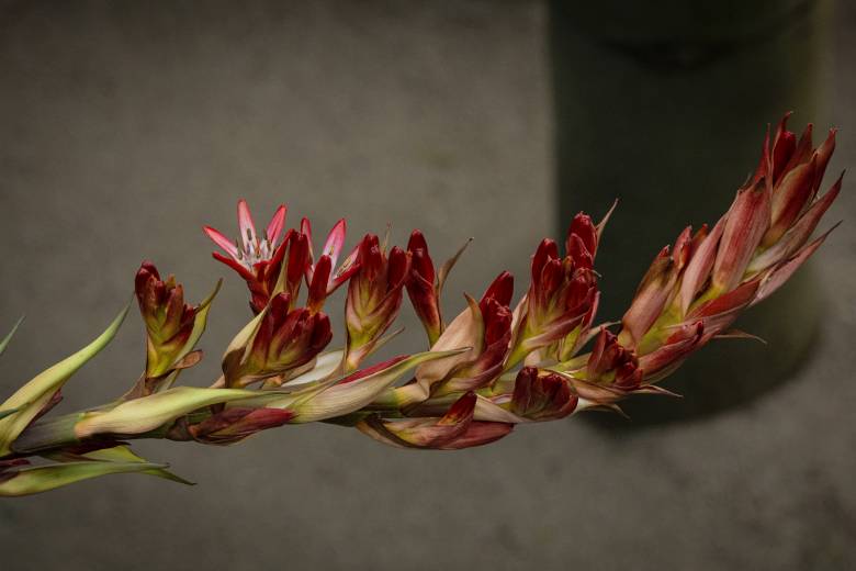 V liberecké botanické zahradě kvete po 31 letech impozantní Doryanthes palmeri