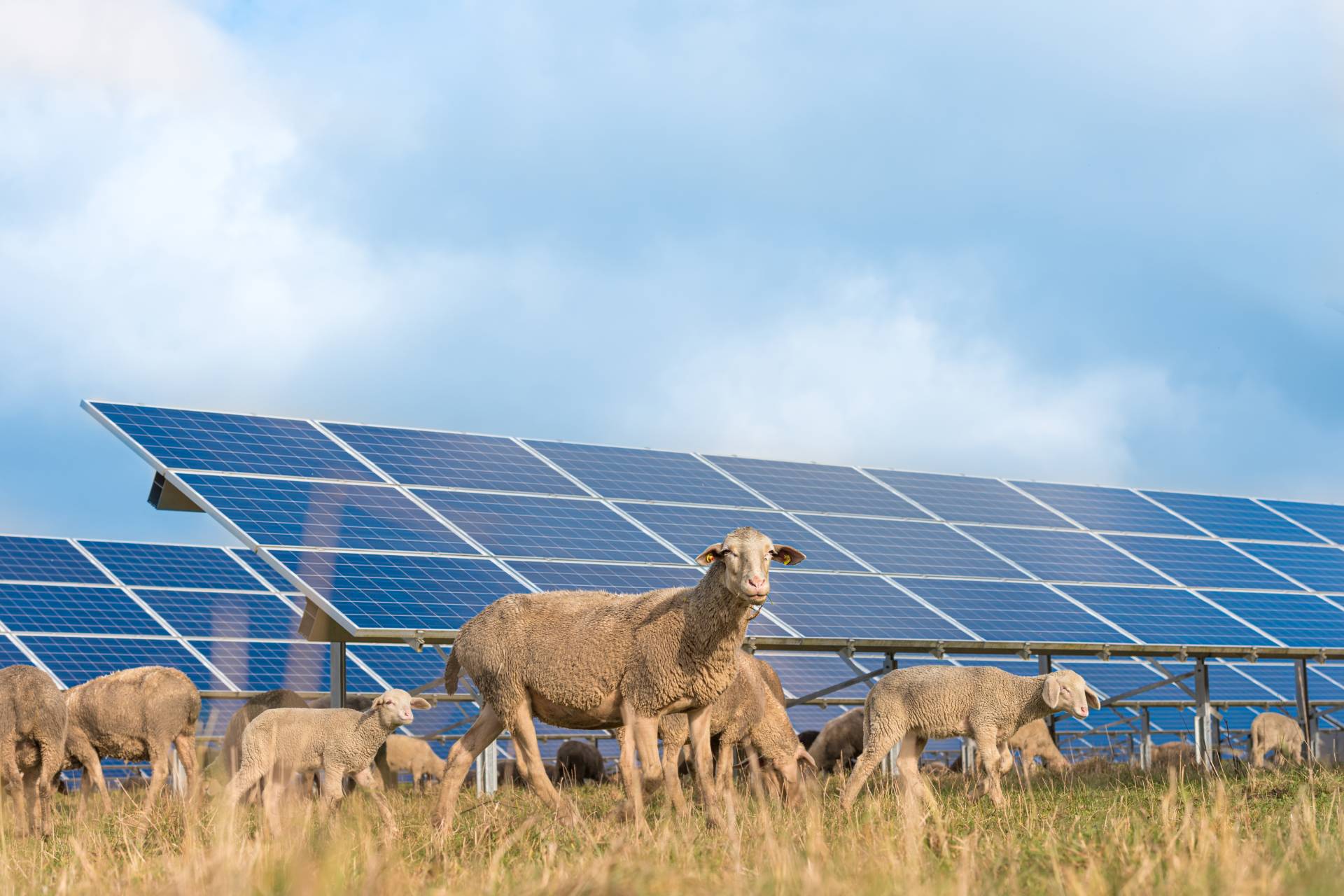  ČR Švýcarsko hospodářství soud energie arbitráž solární Natland 