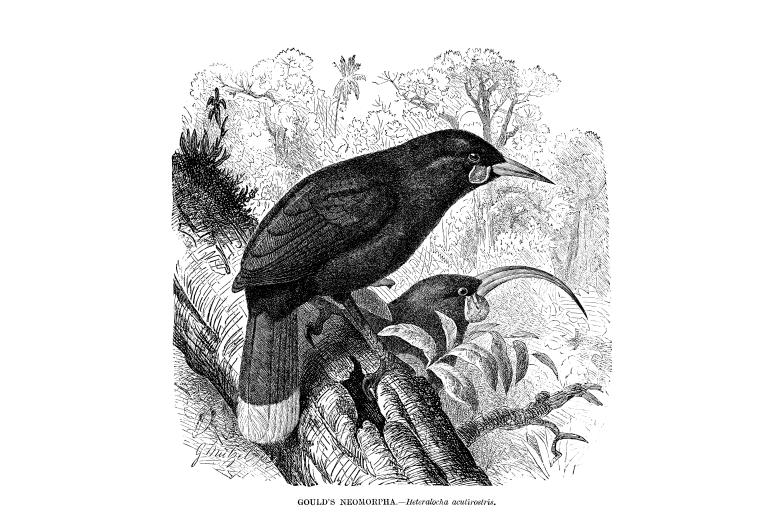 Na Novém Zélandu se vydražilo pírko vyhynulého ptáka za více než 650.000 Kč