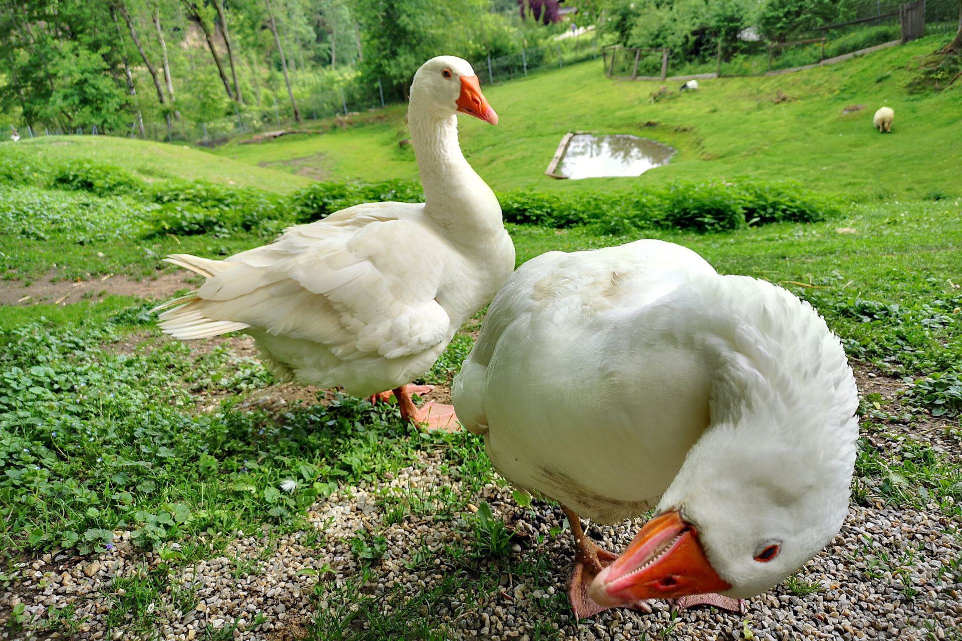  ČR chov gastro husy Jihočeský 