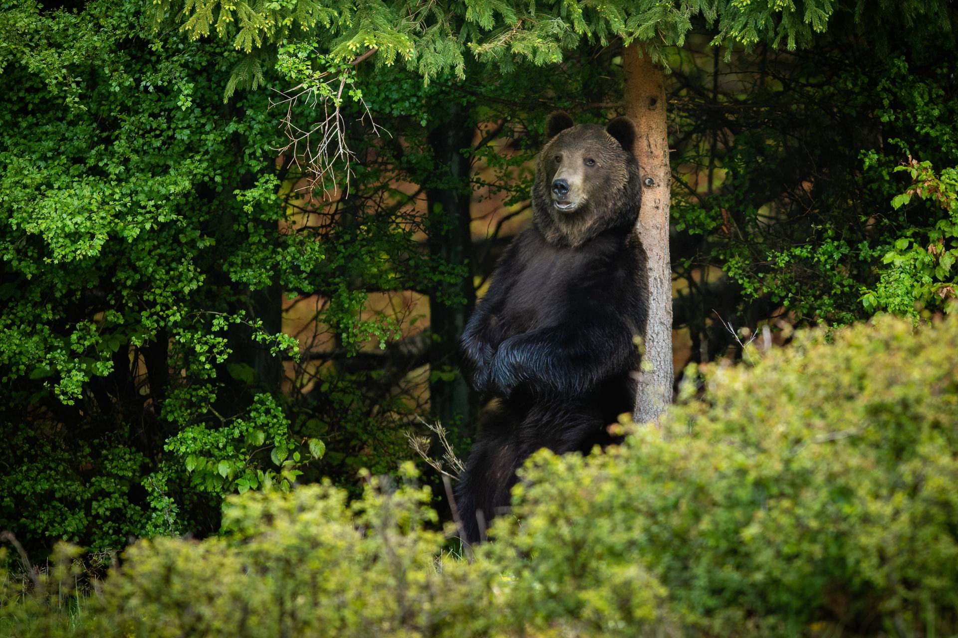  Slovensko příroda správa medvěd 