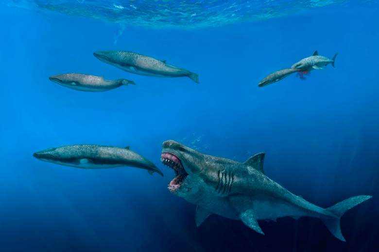 BBC: Megalodoni byli superpredátoři, kteří v děloze požírali své sourozence