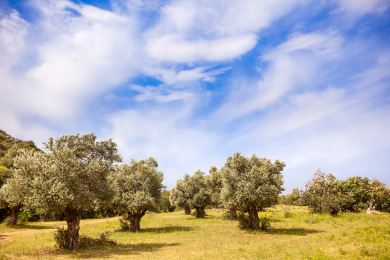 AP: Válka přivedla do krize zemědělské srdce Izraele