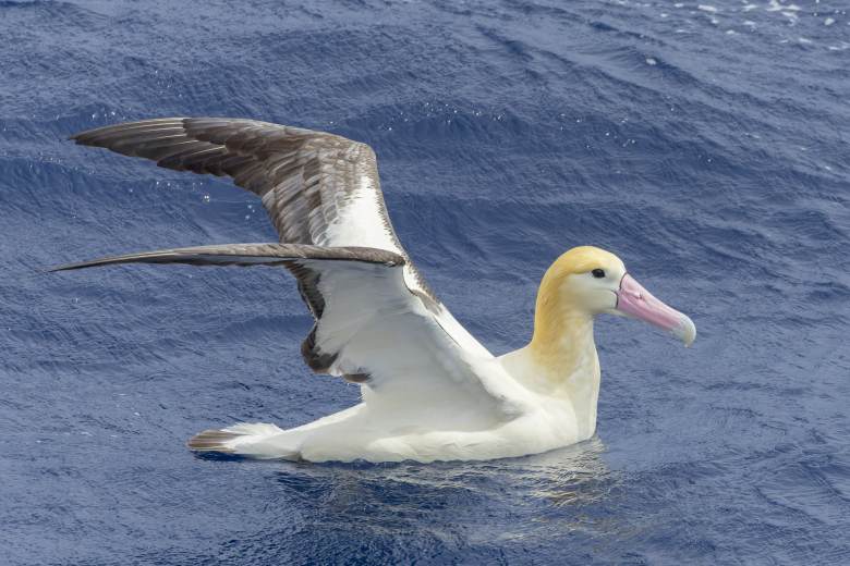 Na japonském ostrově objevili 42 let starého albatrose, měli jej za vyhynutého