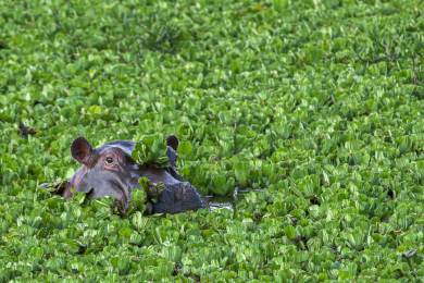 Živobytí tisíců lidí v Salvadoru ohrožuje vodní rostlina, jíž říkají zelený mor