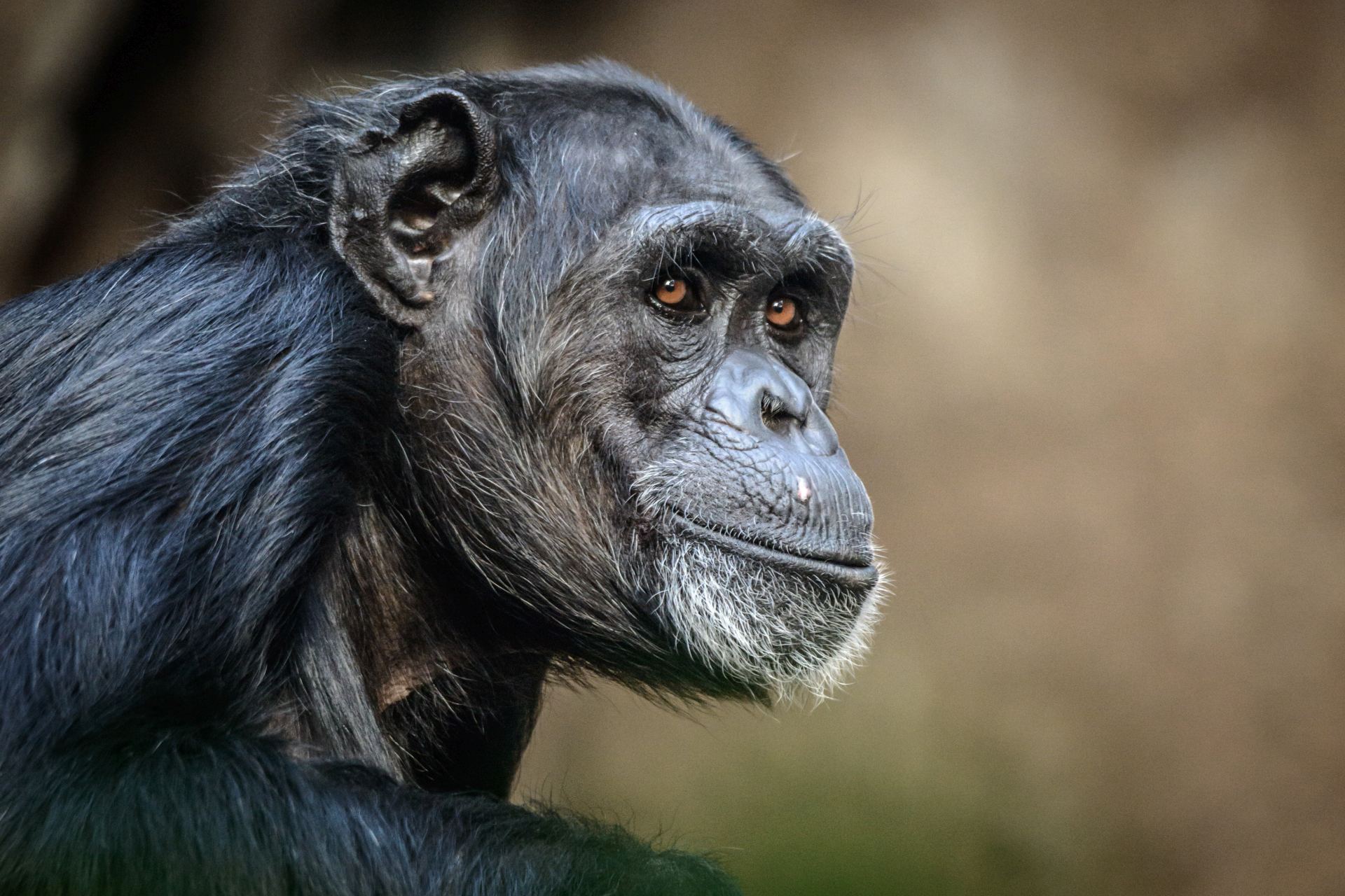  Pobřeží_slonoviny zvířata šimpanzi 