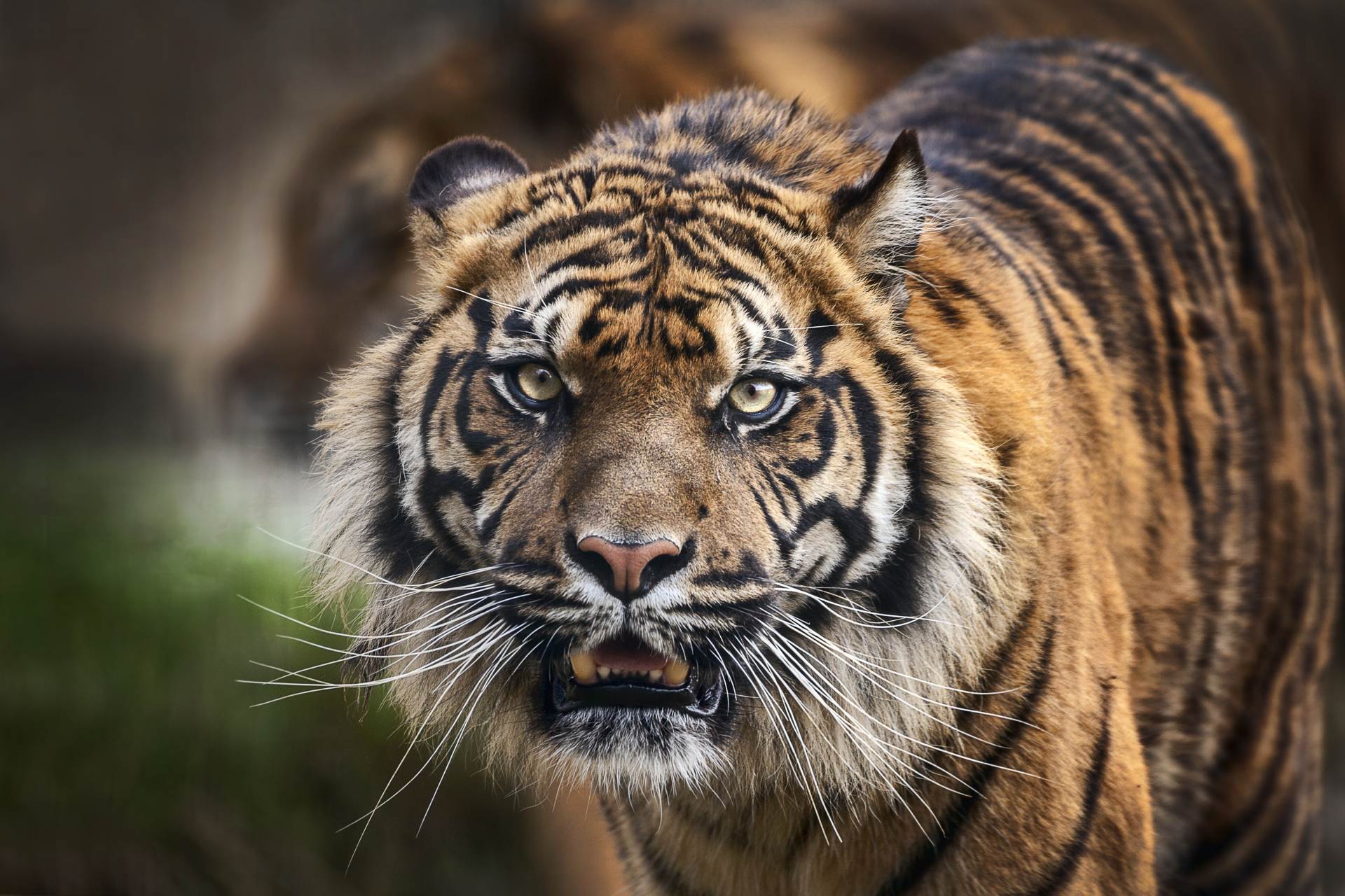  Nepál příroda zajímavosti tygři 