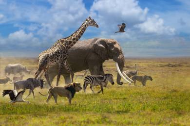 Čína Afrika diplomacie hospodářství