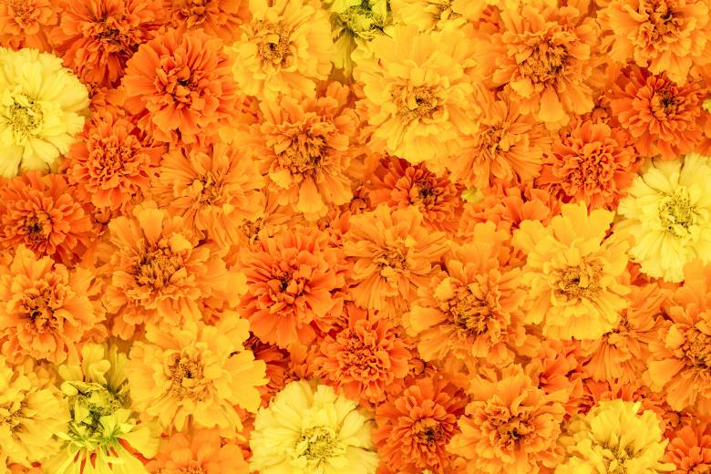 El País: Pěstování afrikánu, symbolu mexického Dne mrtvých, je v rukou Číny