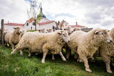 Na žďárskou Zelenou horu se po pauze vrátily ovce, pastva potlačuje růst náletů