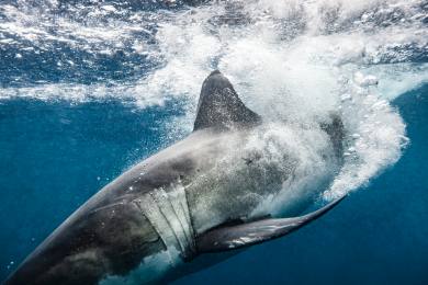 Vědcům se poprvé podařilo natočit žraloka v mrazivých hlubinách Antarktidy