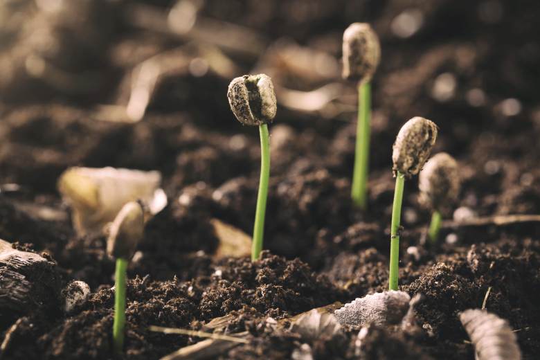 Trump zrušil 40procentní cla na dovoz kávy či hovězího z Brazílie