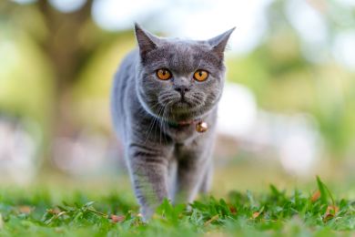 Cestovní pas loni v ČR získalo 72.000 psů, koček a fretek, meziročně podobně