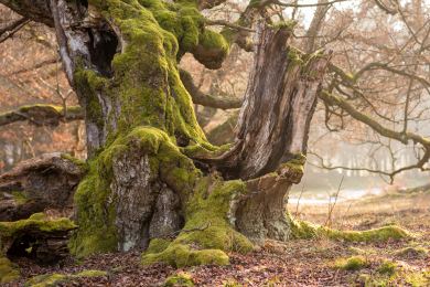 NYT: Panenské bučiny v Rumunsku vyprávějí příběhy a mohou i zachránit život