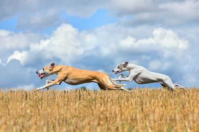 ČR hobby dostihy chrti Odry