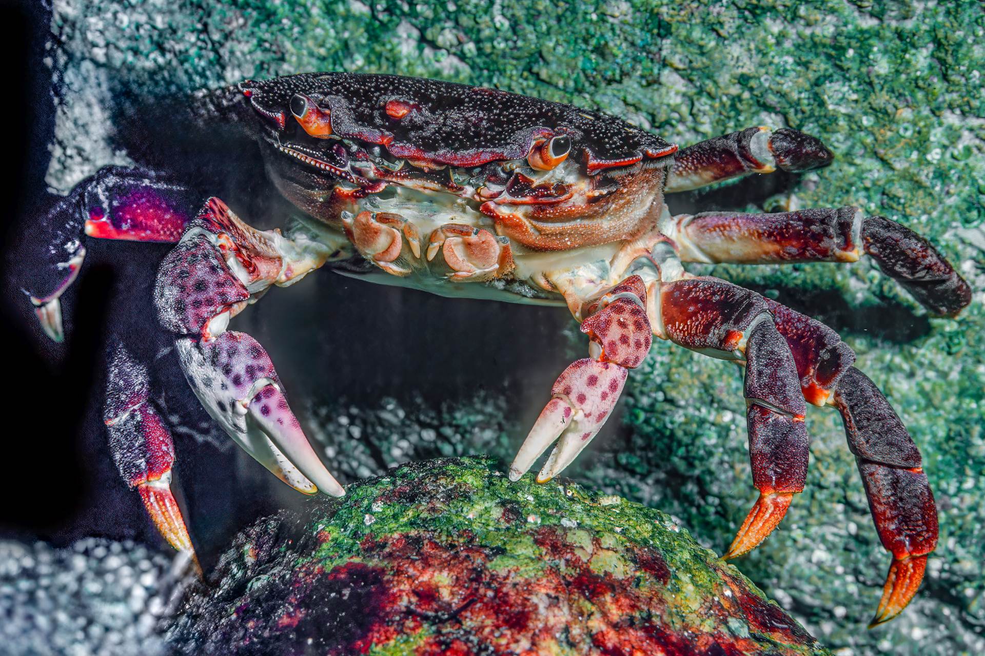 Italští ochránci práv zvířat chtějí zakázat prodej a vaření živých desetinožců