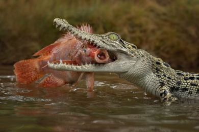 Keňa příroda zvířata