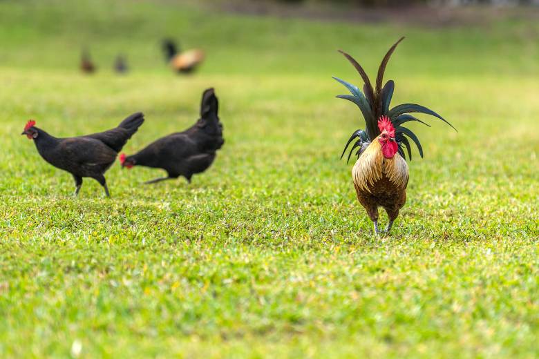 AP: Miami ovládly divoké slepice; někteří vnímají kohouty jako kulturní symbol