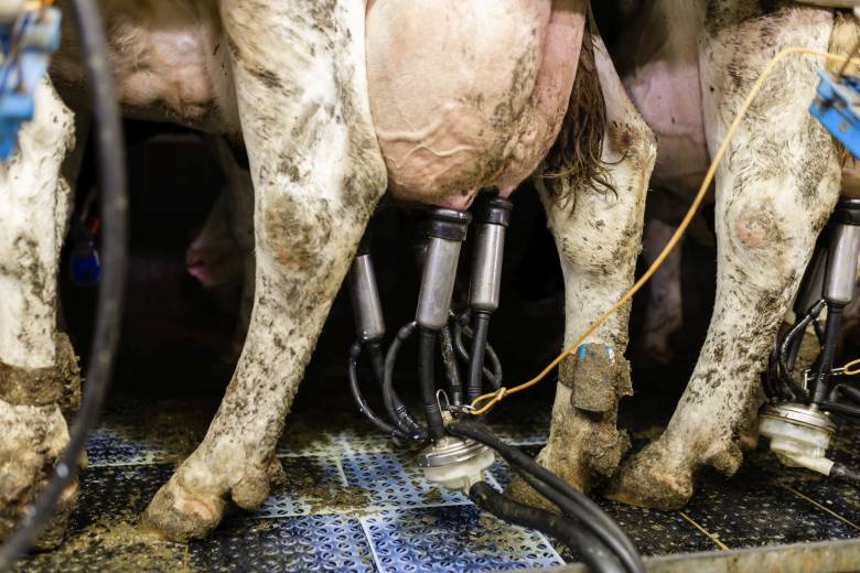 Čína zavádí vysoká cla na mléčné výrobky z EU, podle Bruselu neoprávněně