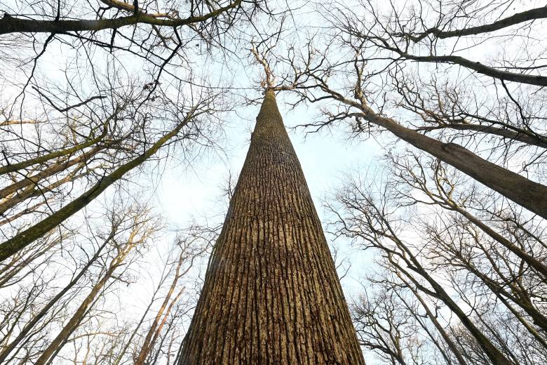 Francouzské úřady pokácely starý dub, který pamatoval ještě krále Ludvíka XIV. Francouzské úřady pokácely starý dub, který pamatoval ještě krále Ludvíka XIV.