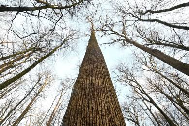 Francouzské úřady pokácely starý dub, který pamatoval ještě krále Ludvíka XIV.