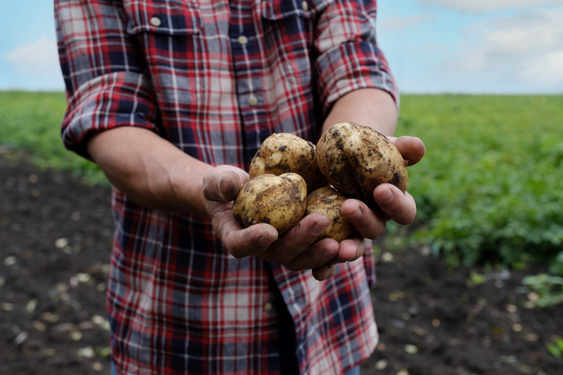 Agrární komora: K poklesu cen potravin mj. přispěje deregulace zemědělství