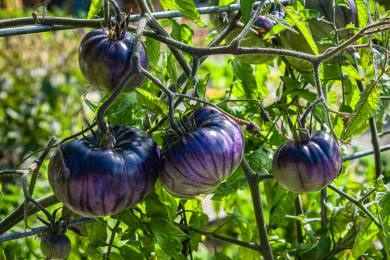 V Austrálii se připravují na prodej geneticky modifikovaných fialových rajčat