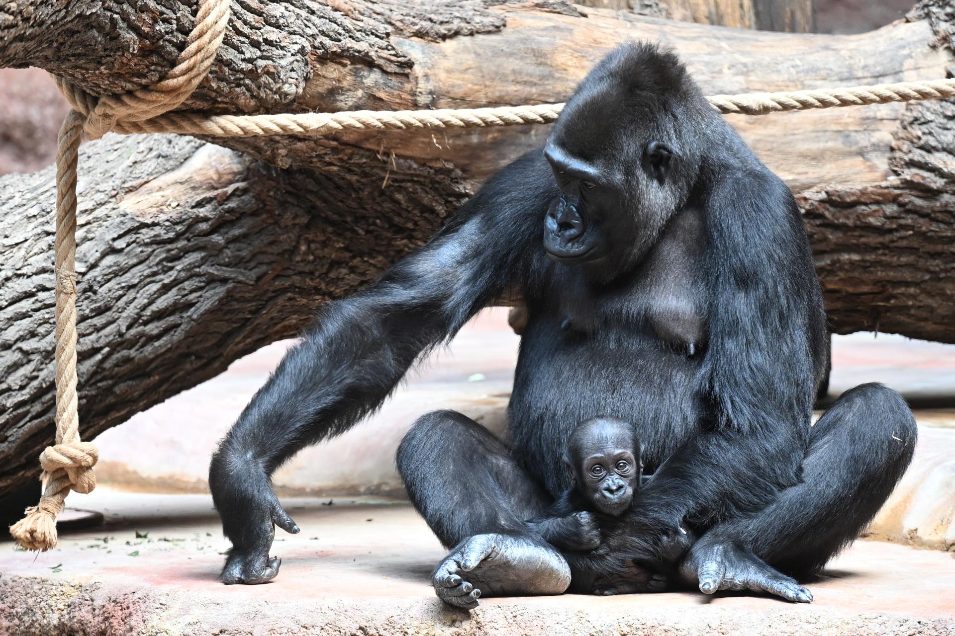  ČR příroda zvířata zoo gorila Praha 