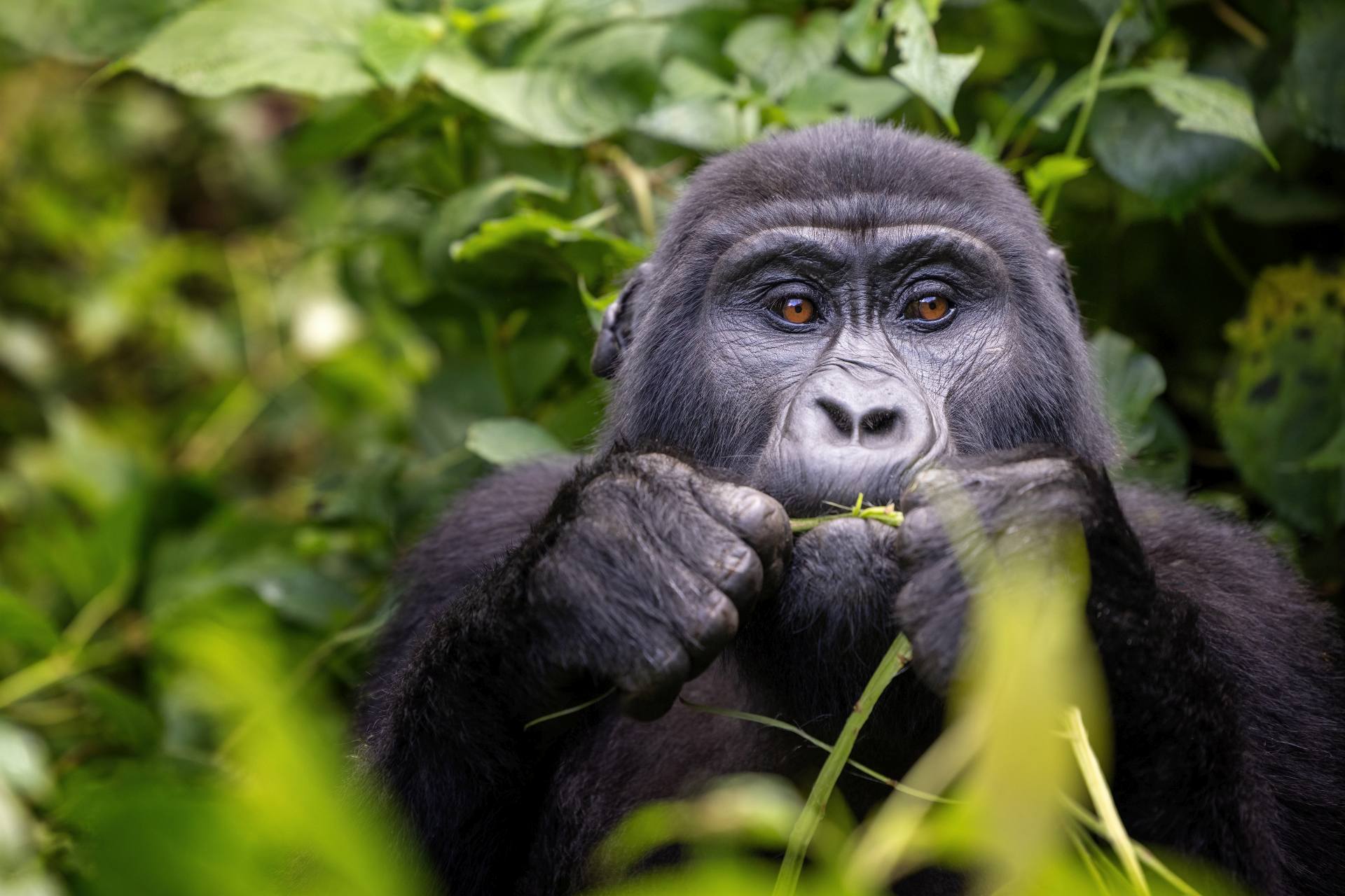  Gabon zajímavosti příroda léky gorily 