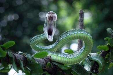 Australan dostal za lov vzácných hadů vysokou pokutu a tři měsíce vězení
