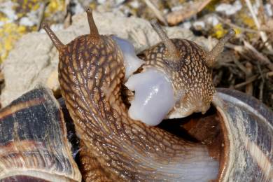 AP: Novozélandský hlemýžď Ned hledá partnera. Značka: Levotočivá ulita nutná