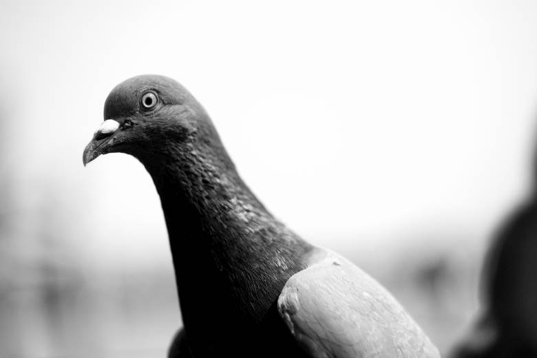 AFP: Nedaleko Paříže stále létají poslední vojenští holubi v Evropě