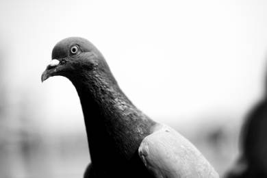 AFP: Nedaleko Paříže stále létají poslední vojenští holubi v Evropě