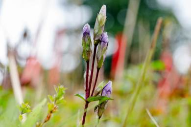 V Krkonoších stoupá populace kriticky ohroženého hořečku ladního pobaltského