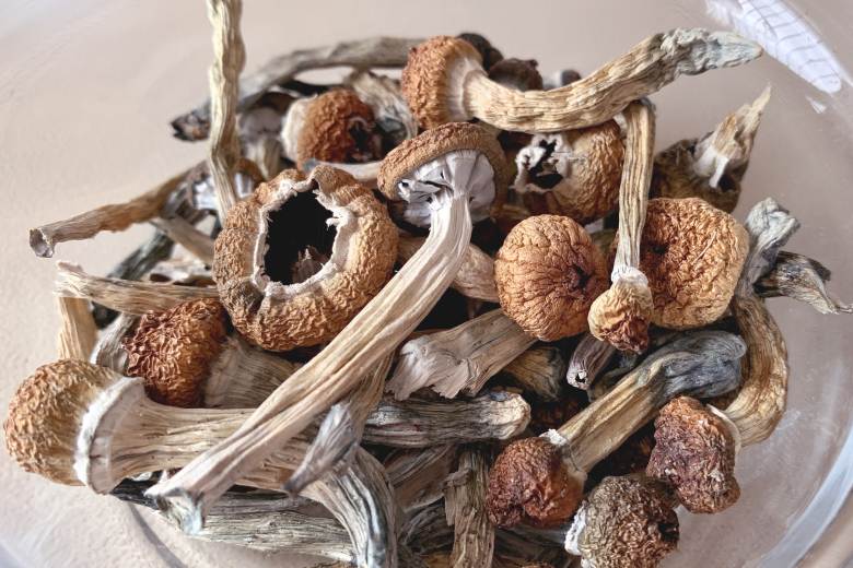 Olomoučtí celníci našli ve vlaku u muže 300 halucinogenních lysohlávek