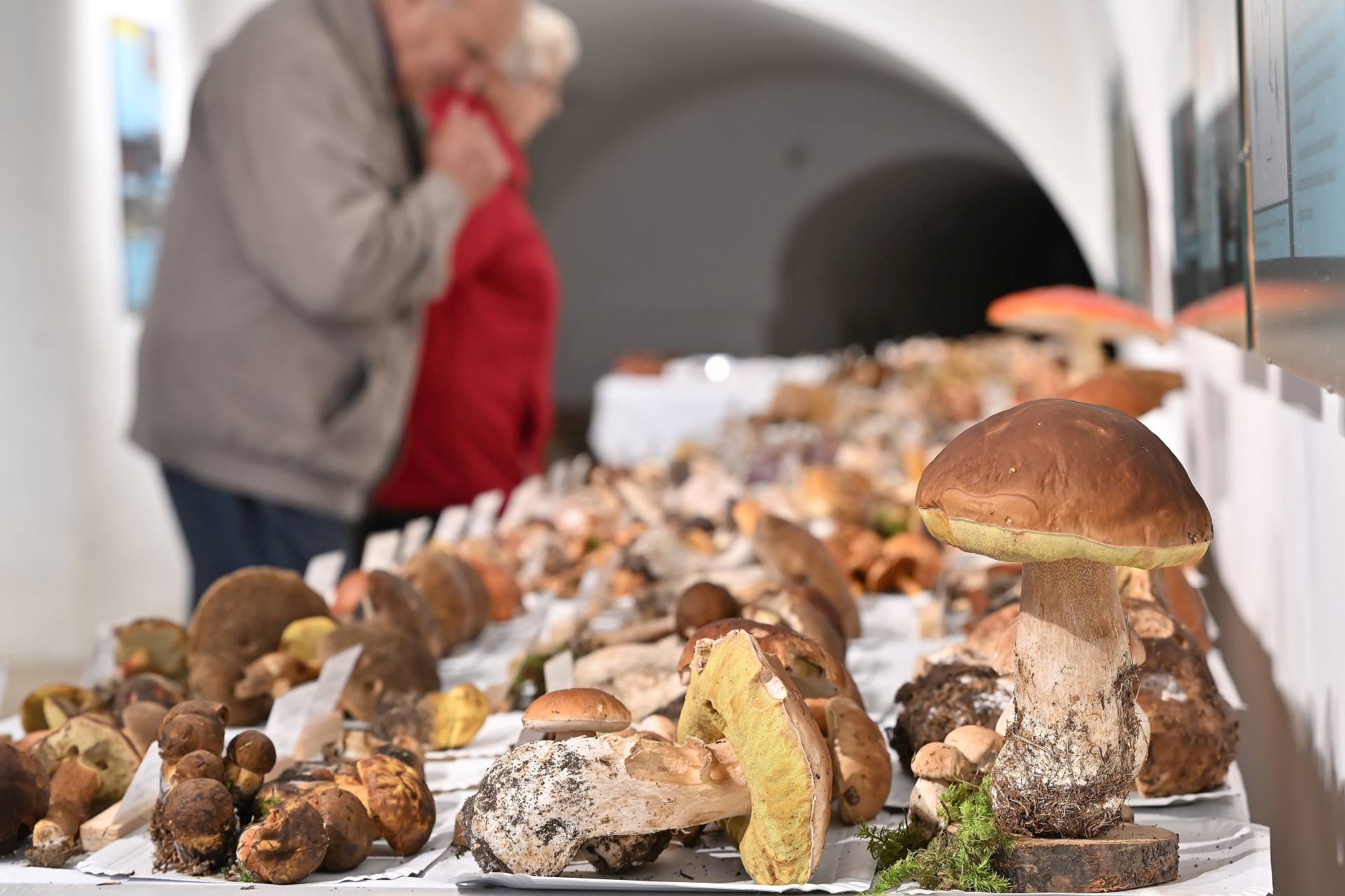  ČR hobby muzea houby Havlíčkův_Brod 