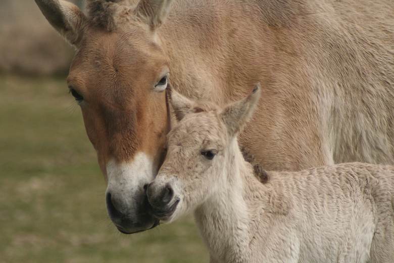 Mongolský prezident pokřtil v pražské zoo hříbě, jmenuje se Dagina