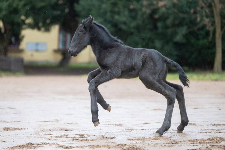 Slatiňany uvítaly první hříbě, klisnička starokladrubského vraníka je nebojácná Slatiňany uvítaly první hříbě, klisnička starokladrubského vraníka je nebojácná