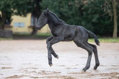 Slatiňany uvítaly první hříbě, klisnička starokladrubského vraníka je nebojácná