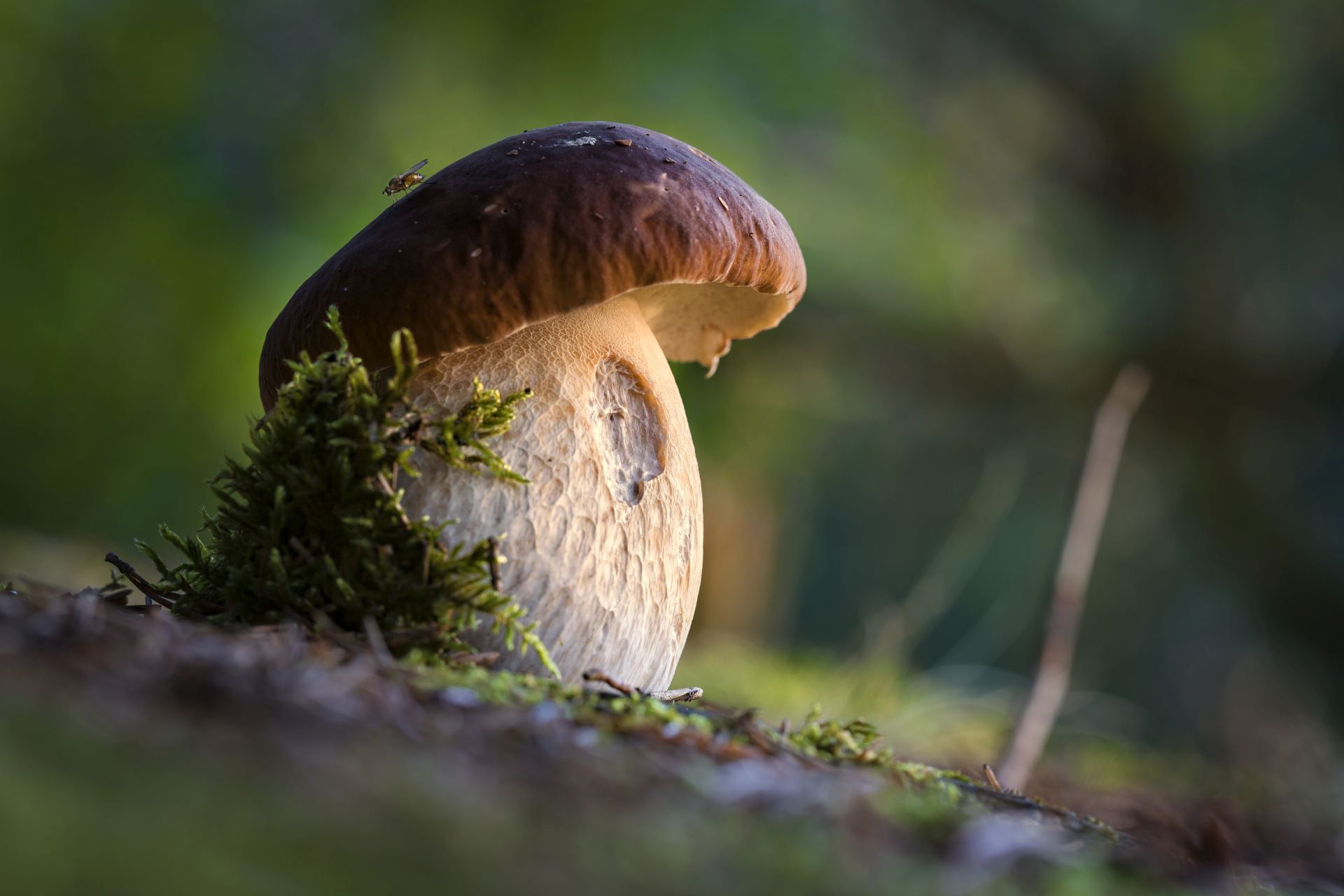  ČR příroda počasí hobby houby 