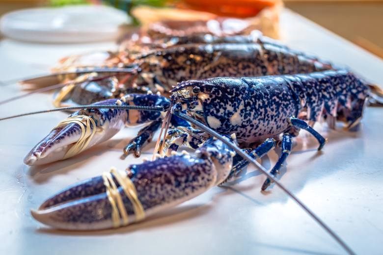 V USA byl ukraden náklad humrů za 400.000 dolarů, případ vyšetřuje policie