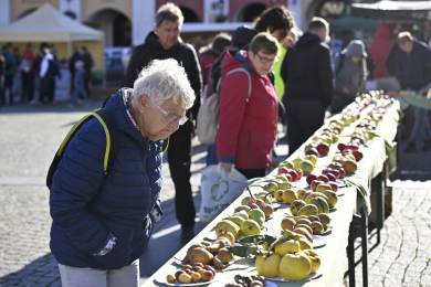 Na Jablečném dni v centru Kroměříže nechyběla výstava plodů starých odrůd