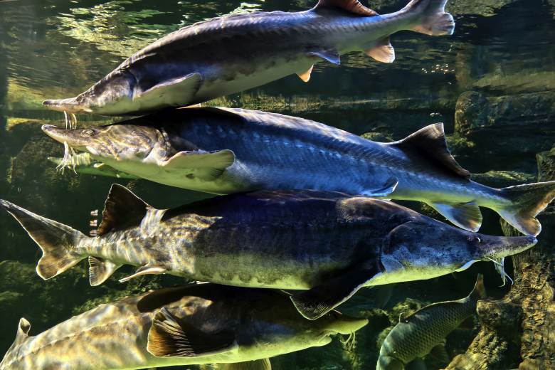 WWF: Pytláci v Dunaji za deset let zabili více než 3000 chráněných jeseterů