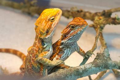 Australan dostal osm let za pašování malých ještěrek v sáčcích a plechovkách