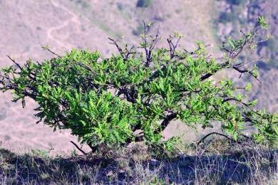 AFP: V ománském údolí Dauka pěstují stromy, jejichž míze přezdívají bílé zlato