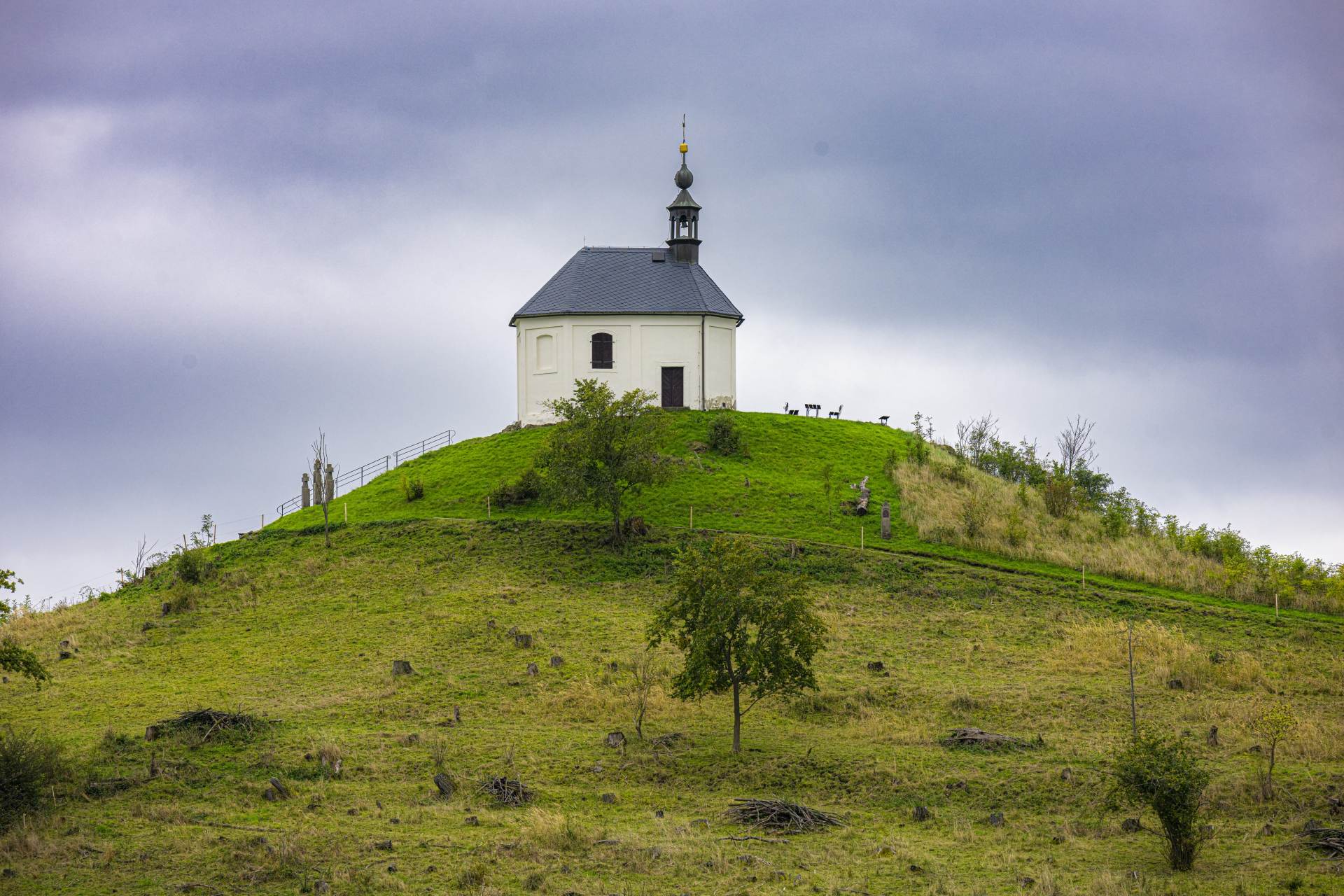 Ovce a kozy