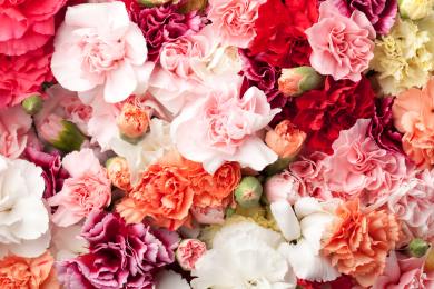 Zájem o klatovské karafiáty je velký, vedra i deště je ale také postihly