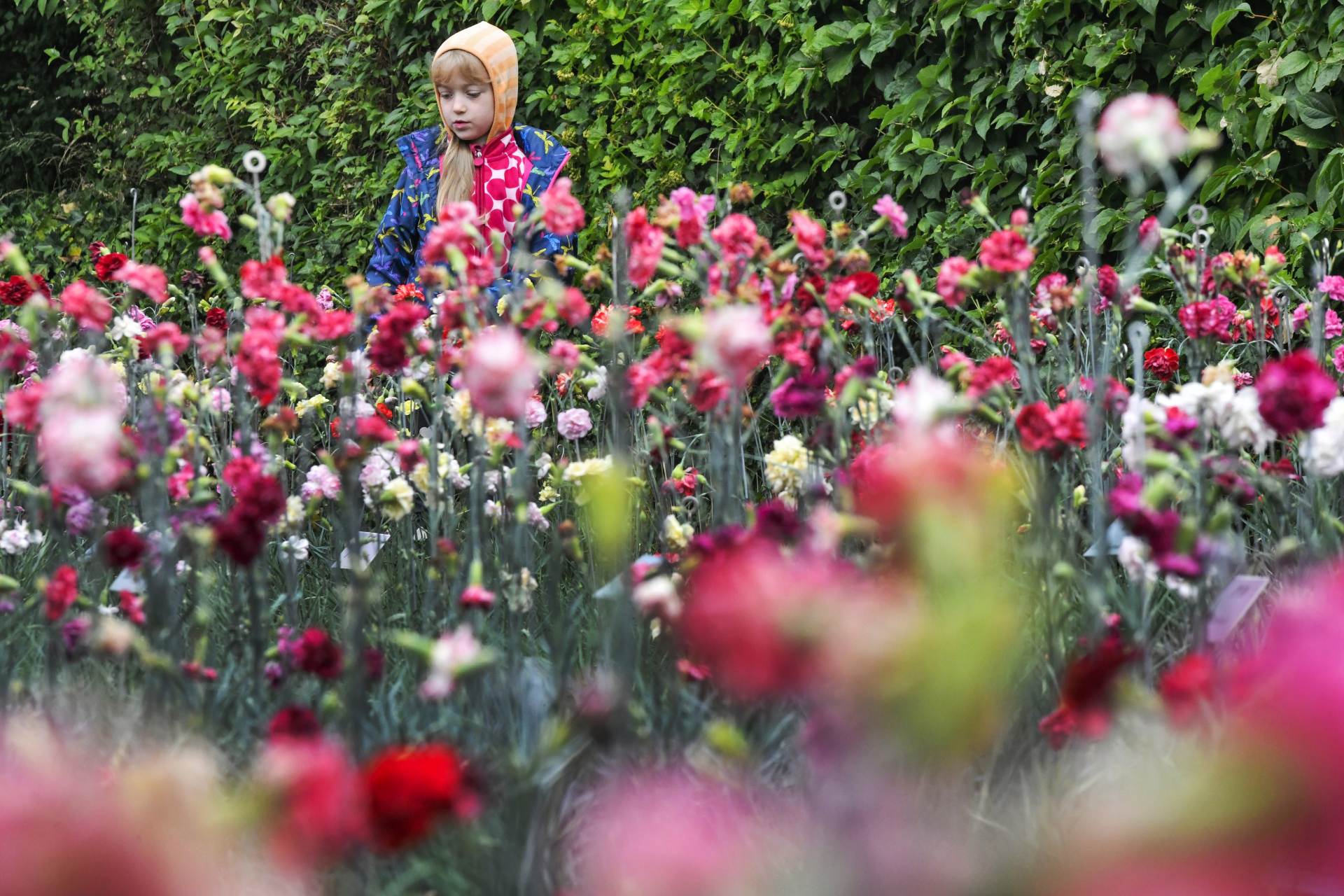 Pěstitelé ukázali nový, 60. druh klatovských karafiátů, pěstují je už 212 let