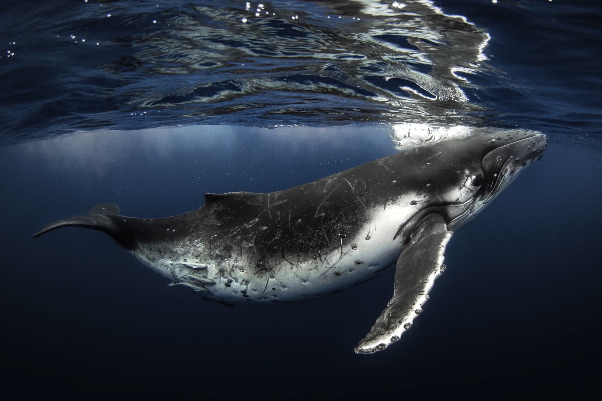  USA věda příroda moře zajímavosti velryby 